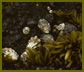 lottia logo